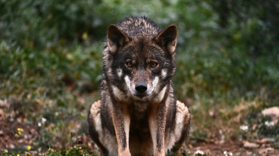 La caza del lobo, permitida de nuevo en el norte de Espa&ntilde;a