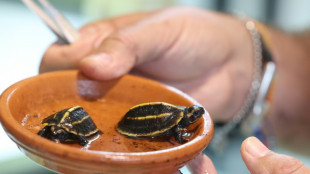 Zwei Exemplare einer vom Aussterben bedrohter Schildkr&ouml;ten-Art auf Korsika geschl&uuml;pft