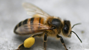 Investigadores colombianos patentan f&oacute;rmula para proteger a las abejas de los insecticidas