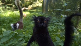 Machos alfa s&atilde;o raros entre os primatas, afirma estudo