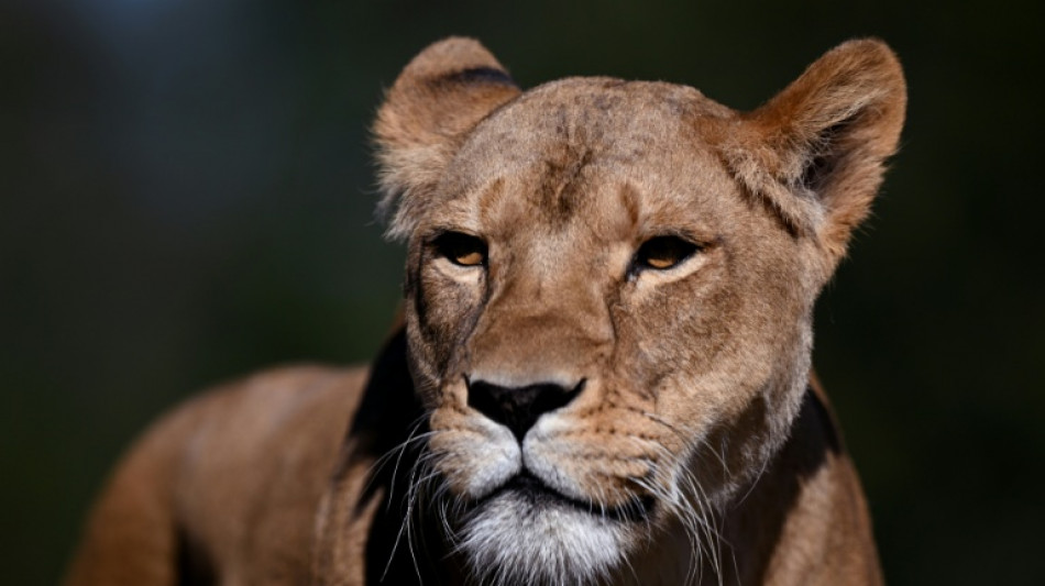 Tres leonas mueren en un zool&oacute;gico de Tokio por un supuesto golpe de calor