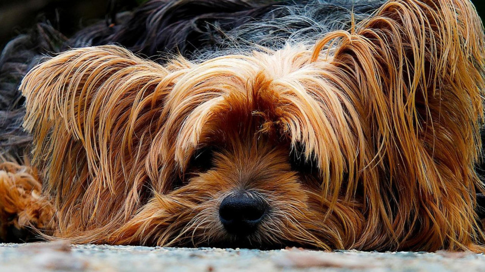 Mit, piu' facile volare con animali domestici in cabina