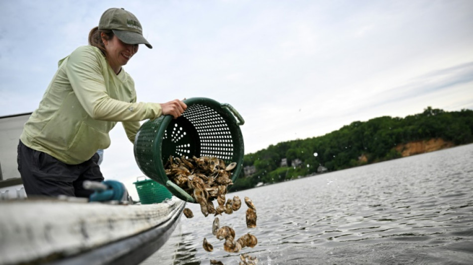 En Estados Unidos, voluntarios crían ostras para limpiar los mares
