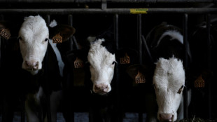 Foodwatch fordert aus Klimaschutzgr&uuml;nden Halbierung der Milchviehhaltung 