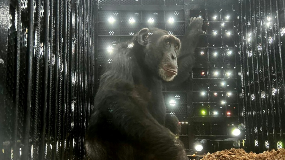 Le voyage de Yoko, le chimpanzé solitaire de Colombie, envoyé au Brésil pour retrouver des congénères