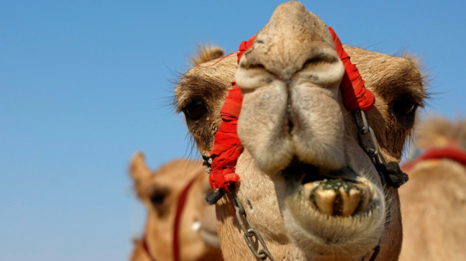 Vier Kamele b&uuml;xen in Baden-W&uuml;rttemberg nachts aus Zirkus aus