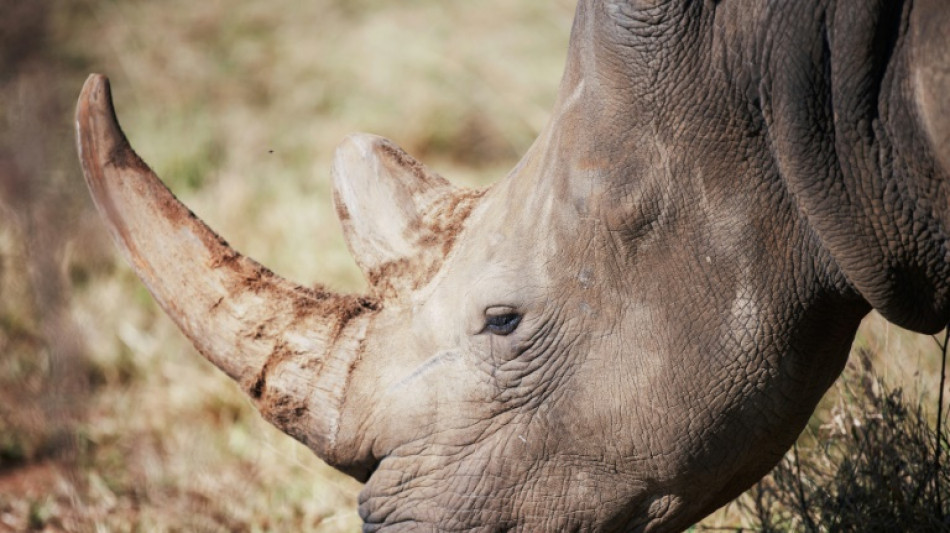 70 South African white rhinos to be relocated to Rwanda