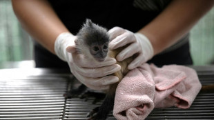 Online and undercover: saving trafficked wildlife in Thailand