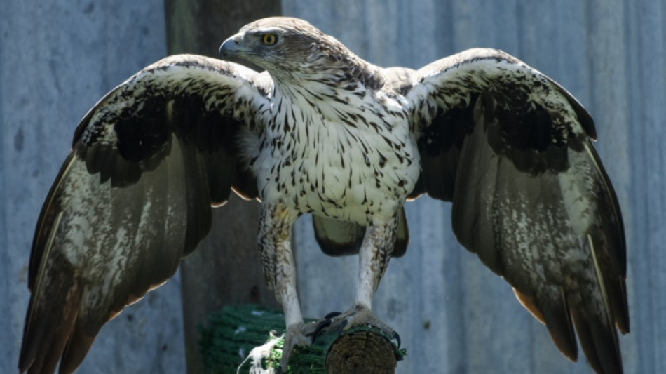 De la Vend&eacute;e &agrave; l'Espagne, un &eacute;levage d'aigles r&eacute;introduit une esp&egrave;ce menac&eacute;e