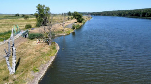 Rund 2000 Baltische St&ouml;re werden in der Oder nach l&auml;ngerer Pause ausgesetzt