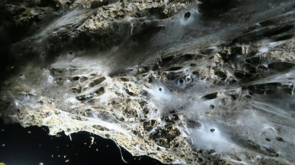 Giant spider web found in Greek-Albanian border cave: study