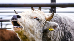 Thüringen: Wildgewordener Stier verletzt zwei Menschen und beschädigt vier Autos