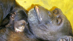 Muere a los 49 a&ntilde;os Ai, la chimpanc&eacute; que dominaba caracteres chinos y el alfabeto ingl&eacute;s