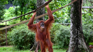 Malaysia r&uuml;ckt ab von Orang-Utan-Diplomatie: Adoptionsm&ouml;glichkeit statt Geschenk