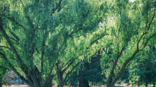 Nel 2025 quasi 3,7 milioni di alberi piantati in Italia, spinta dal Pnrr