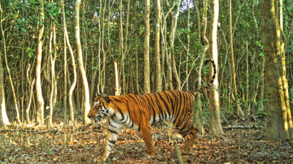 Estudio se&ntilde;ala a Banglad&eacute;s como foco de la caza furtiva de tigres