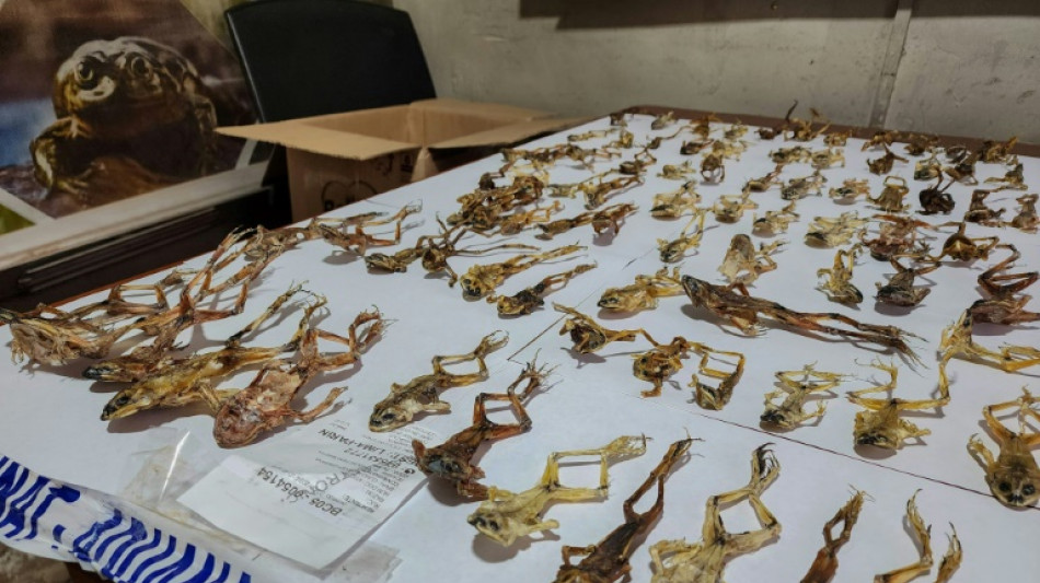 Per&uacute; decomisa 390 ranas en peligro de extinci&oacute;n usadas como afrodis&iacute;aco 
