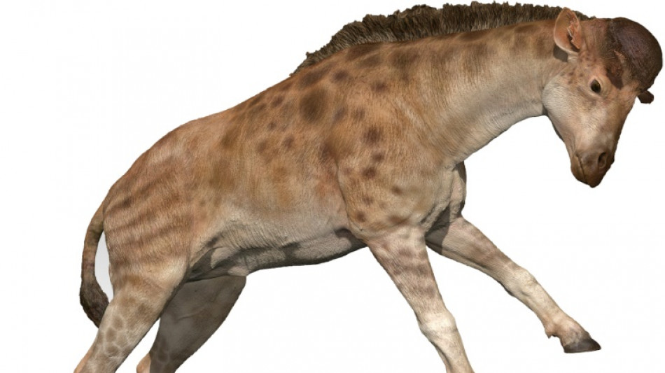 La jirafa macho desarroll&oacute; un cuello largo para pelear por las hembras, seg&uacute;n un estudio