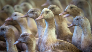Grippe aviaire: des vaccins "tr&egrave;s efficaces" sur les canards