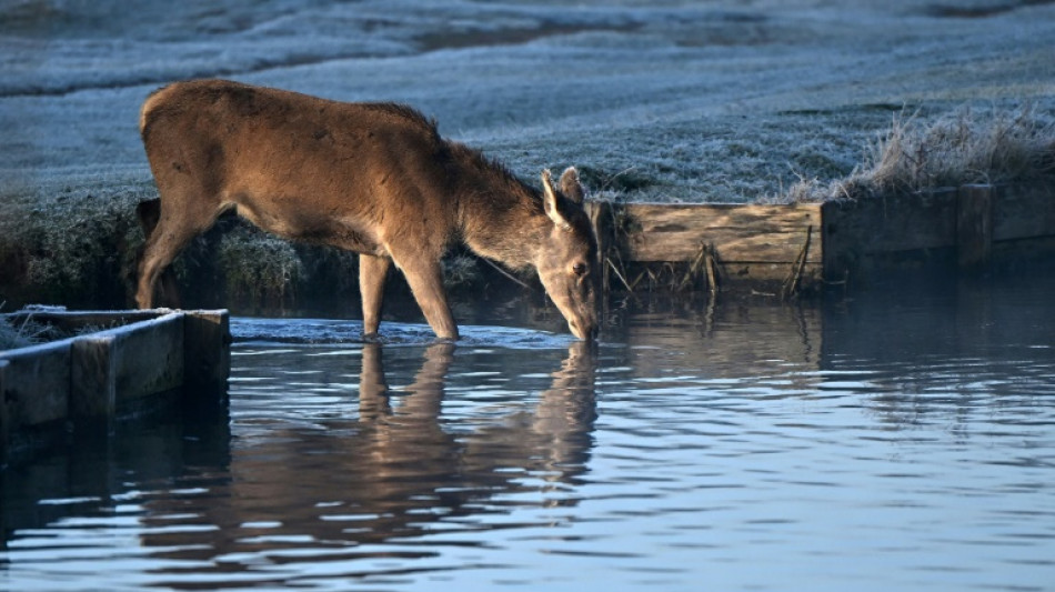 "Rehnotrettung" in Nordsee: Tier ger&auml;t in B&uuml;sumer Hafen in Seenot
