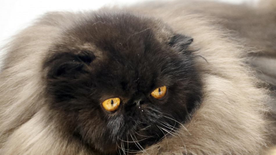 I primi gatti domestici arrivarono in Europa solo 2000 anni fa