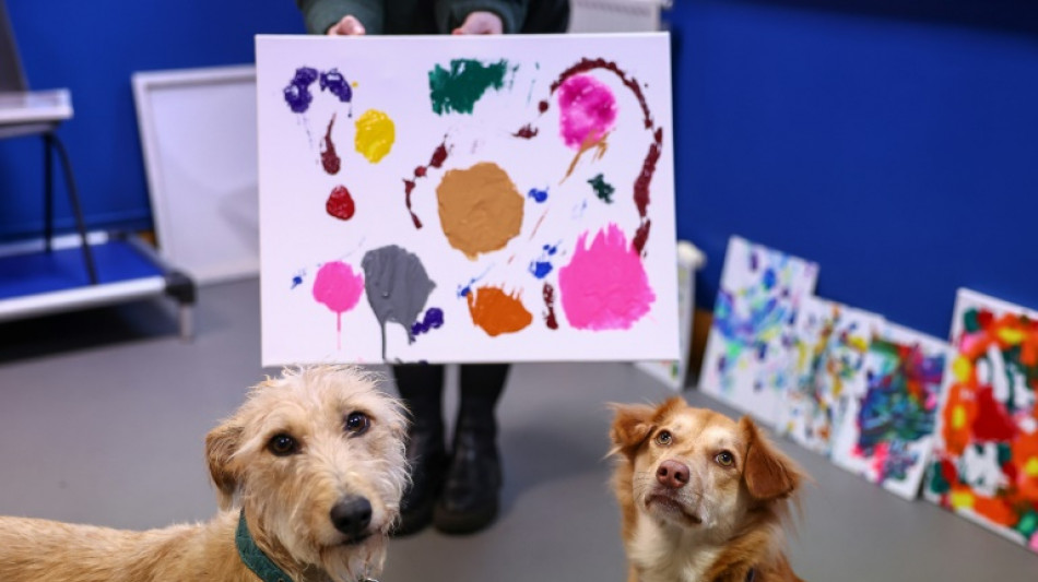 C&atilde;es abandonados viram artistas em associa&ccedil;&atilde;o de caridade brit&acirc;nica