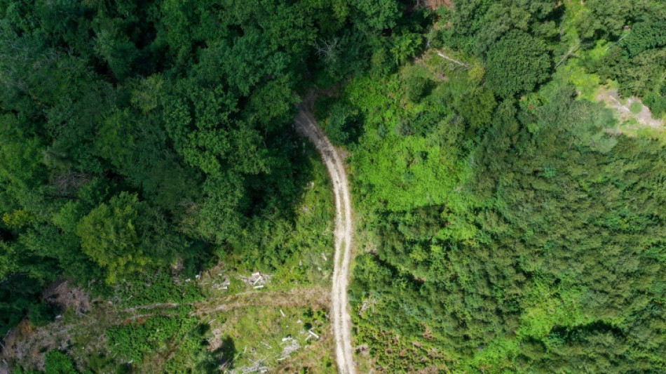 Bundeswaldinventur: W&auml;lder speichern weniger Kohlenstoff als sie abgeben