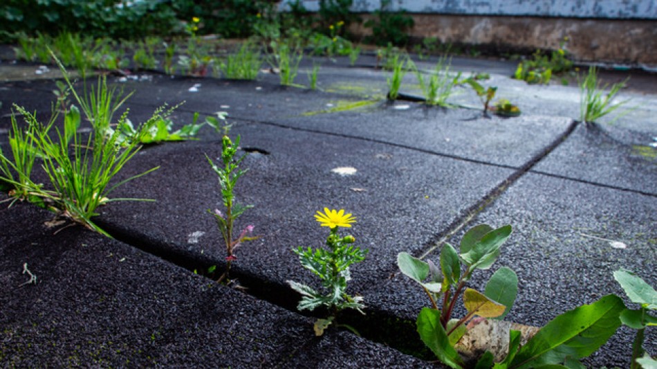 PPC Flex Announces Strategic Acquisition of S&Uuml;DPACK's US Operations